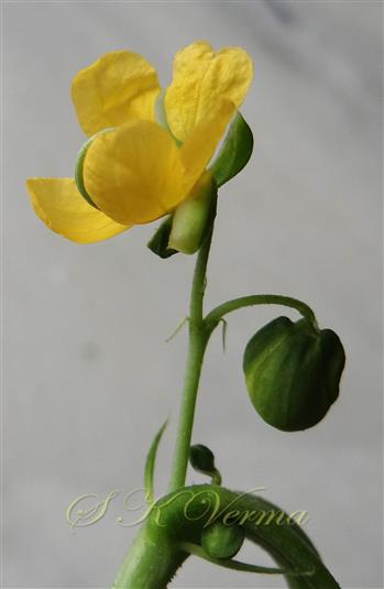  Inflorescence (Raceme) with 2 flowers